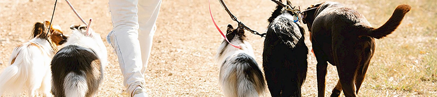 A person walking four dogs on leashes along a sunlit dirt path, seen from behind, each dog varying in size and color.