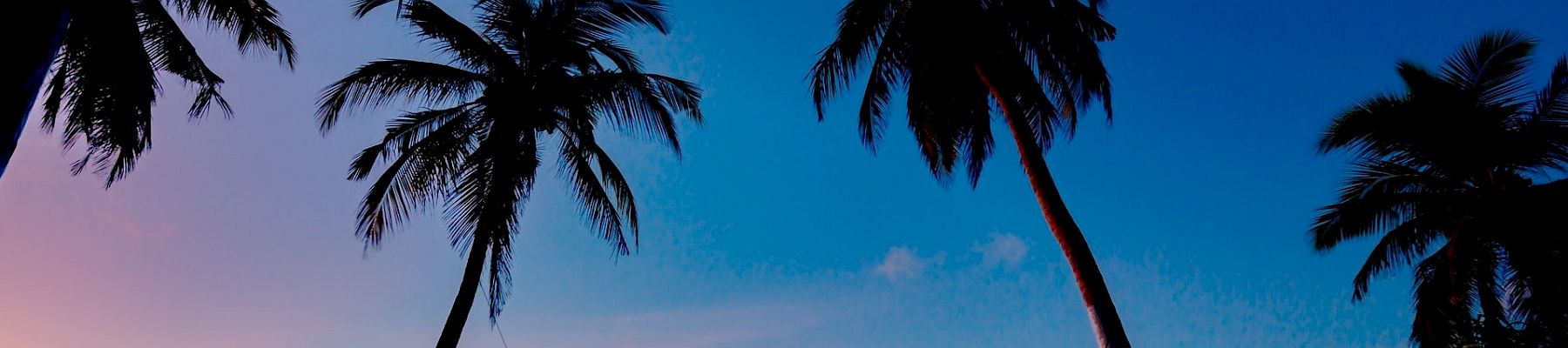 A sunset on a tropical beach with palm trees, a person swinging from a rope between two trees, and calm waves meeting the shore. ends.