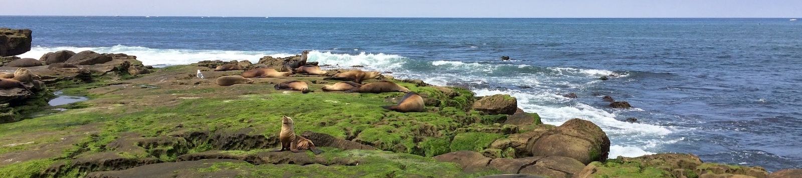Seals lounge on mossy, layered rocks by the ocean; blue sky, gentle waves, and a calm coastal scene.