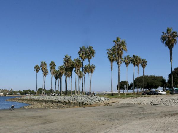A sunny riverside beach lined with tall palm trees, a rocky breakwater, and parked cars along the shore.