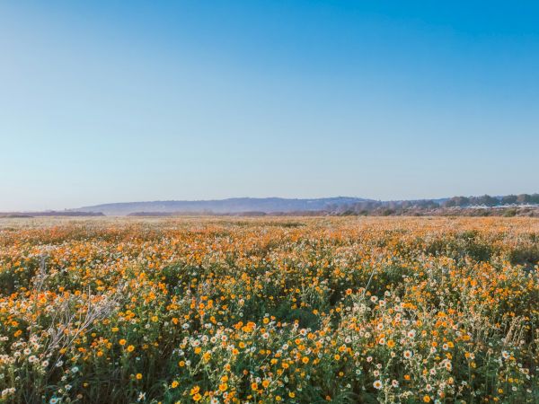 A wide field of wildflowers in bloom, golden and white, under a clear blue sky with distant hills on the horizon.