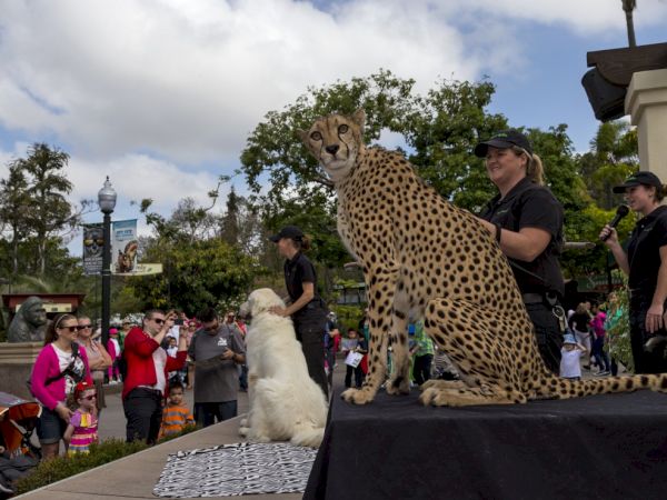 An outdoor crowd watches a handler present a large cheetah and a white bear figure on platforms, under cloudy skies.