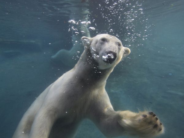 A polar bear swims underwater, chomping near a seal as bubbles rise around it in icy blue water.