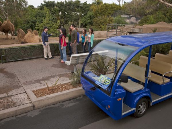 A blue safari jeep with seats is parked near a group watching camels in a zoo.