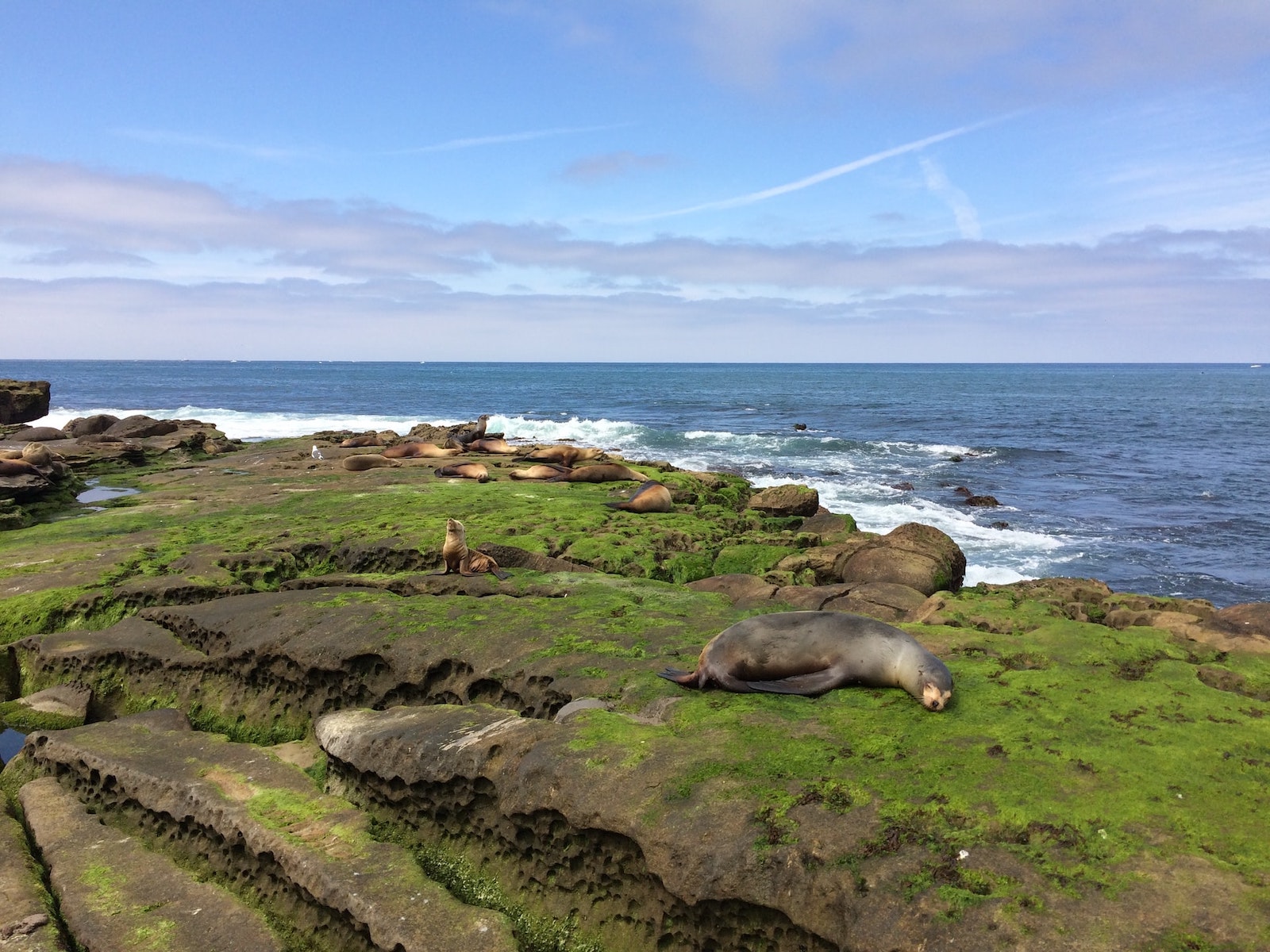 seal laying on the La Jolla Cove seal laying on the La Jolla Cove