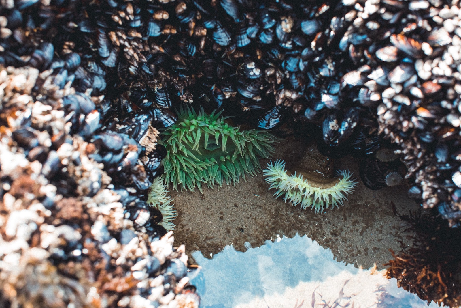 Exploring tide pools in Mission Bay Exploring tide pools in Mission Bay
