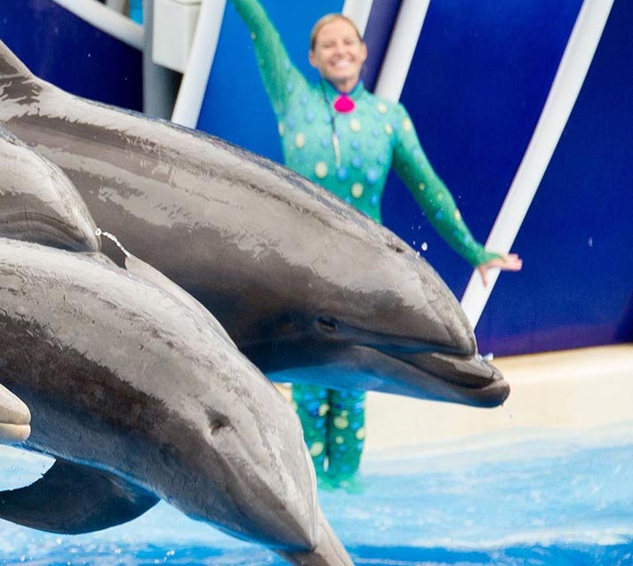 DolphinDays_1900x700