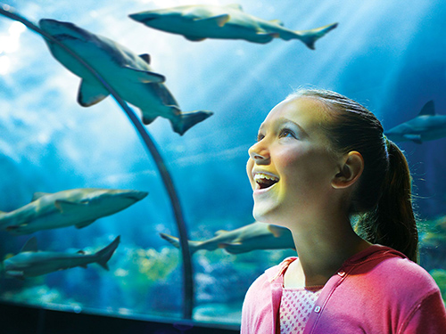 Sharks-Up-Close-Tour-500-x-375-px