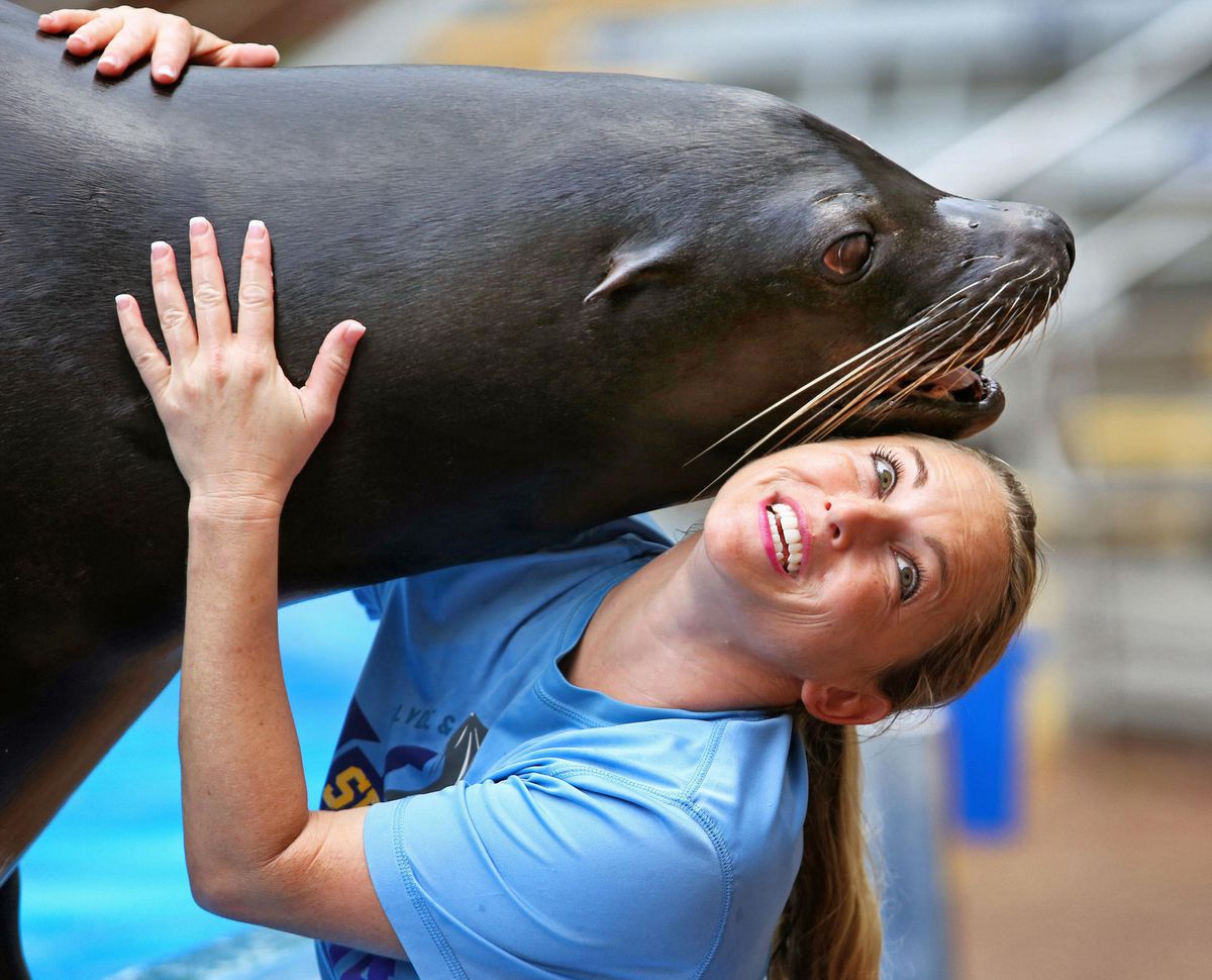 os-et-s4-seaworld-sea-lions-tour-082318